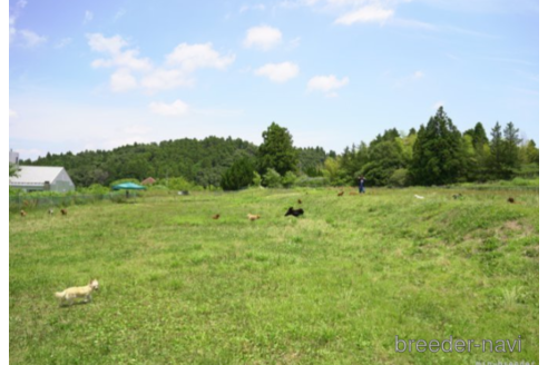 成約済の千葉県のミックス犬-219708の2枚目